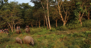 Affordable Chitwan Jungle Safari Tour cost and Itinerary 2023/24