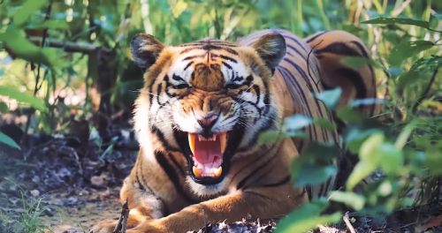 tiger-bardia