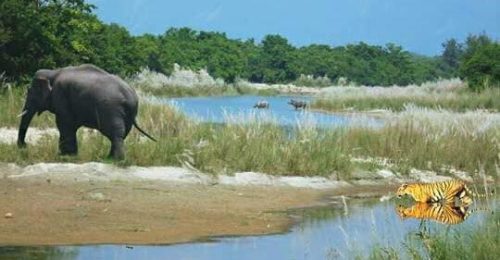 Bardia-jungle-safari-Copy