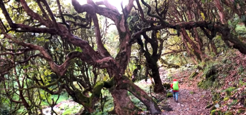 Ghorepani-trek-trails