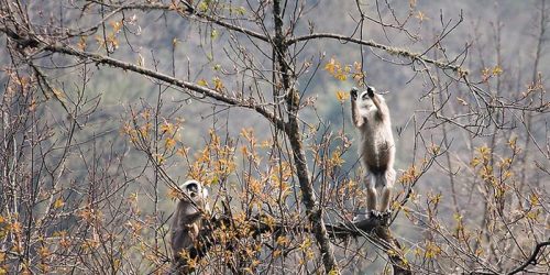 LANGOOR-MONKEY-IN-ANNAPURNA-TREK