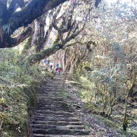 mardi himal trek trail