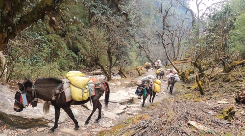 Flora-and-Faunnas-Ghorepani-trekking