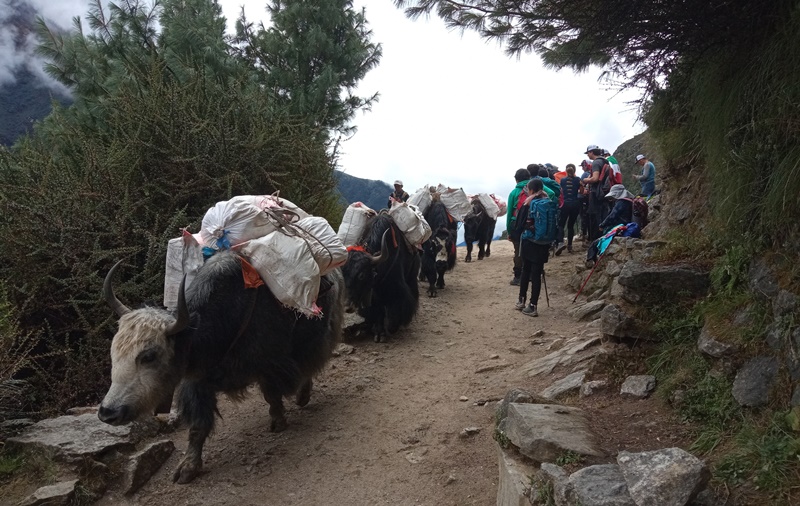 Yaks carrying trekkers luggage to Tengboche