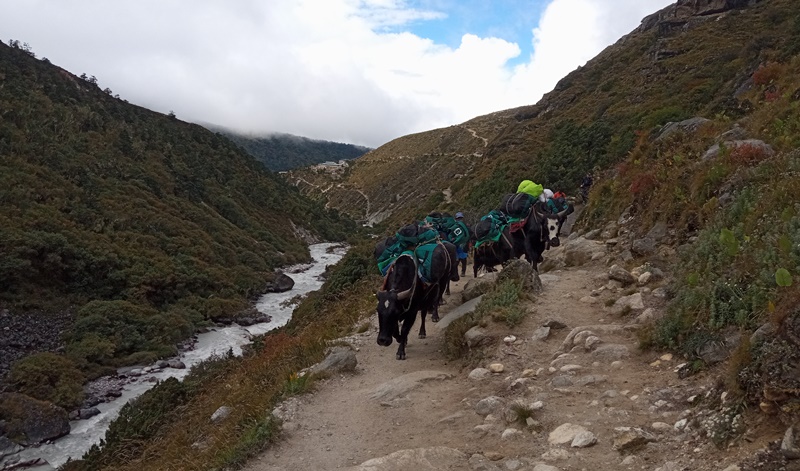 Trekking to Dingboche from tengboche with yaks help