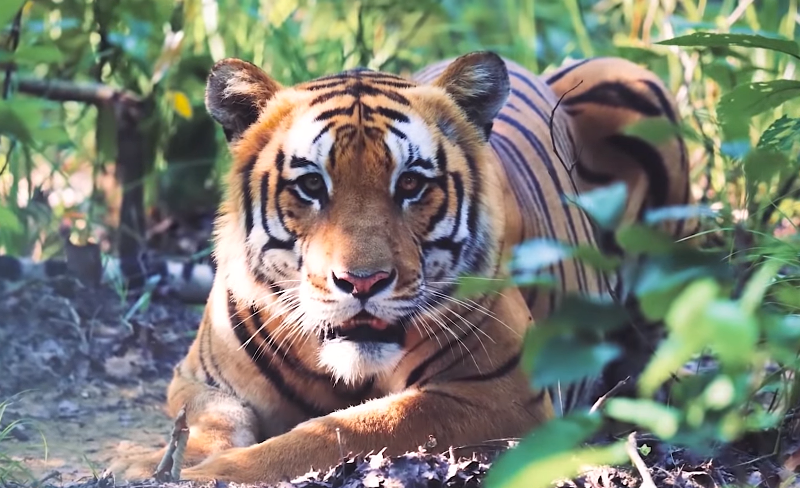 Tiger in Bardia National park
