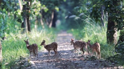 Deers-bardia