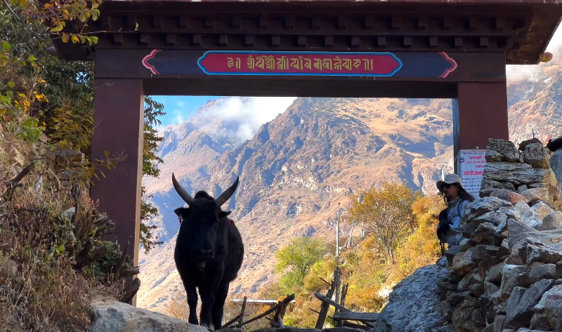 Trekking to Manaslu larke pass