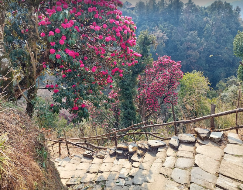 Beautiful Rhododendron flowers in Poon Hill Trekking