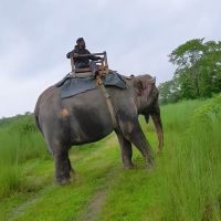 A scenic sunrise view from Poon Hill with the Annapurna mountains glowing in golden light, alongside an elephant safari through the lush jungle of Chitwan National Park, showcasing Nepal’s mountains and wildlife