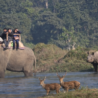 Elephant safari in Chitwan National Park with one-horned rhinoceros and spotted deer near river