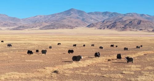 Yaks-are-in-tibet