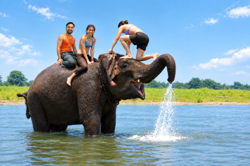 Tourists enjoying an elephant bath during Chitwan Jungle Safari Tour in lush Nepal wilderness.