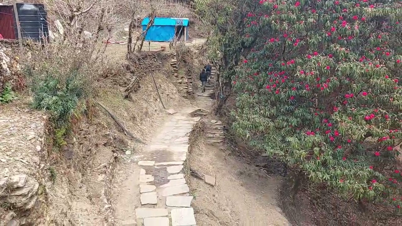 Ghorepani Poon hill Trek