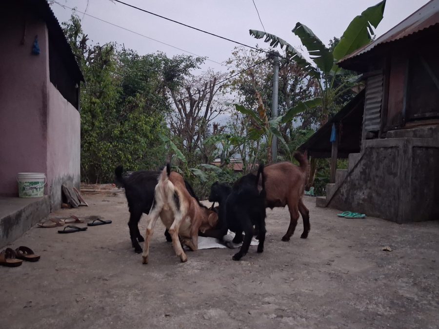 Rural life experience tour showcasing local community activities, traditional houses, and scenic countryside views.