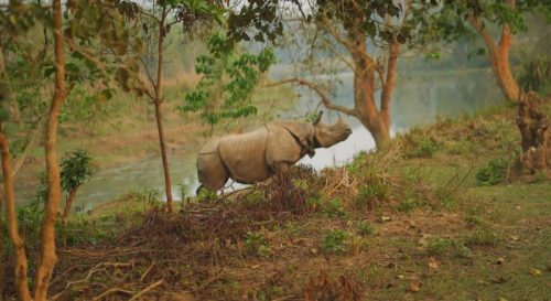 Chitwan Jungle Safari Tour with Safe Holiday Adventure exploring wildlife, jeep safari, and nature in Chitwan National Park, Nepal.