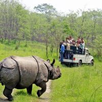 Chitwan Jungle Safari Tour images