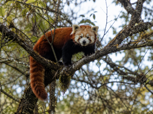 Red panda perched among mossy pine branches beneath a clear blue sky in Langtang, Nepal.